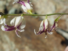 Streptanthus glandulosus secundus