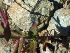 Streptanthus glandulosus secundus