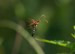 Strangalia virilis