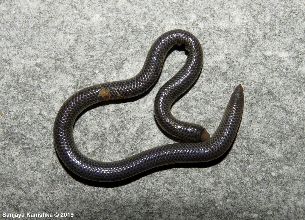 Peters' Philippine Earth Snake