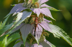 Strangalia virilis
