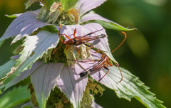 Strangalia virilis