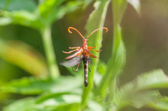 Strangalia virilis
