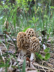 Morchella rufobrunnea