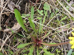 Taraxacum officinale
