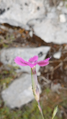 Dianthus cintranus