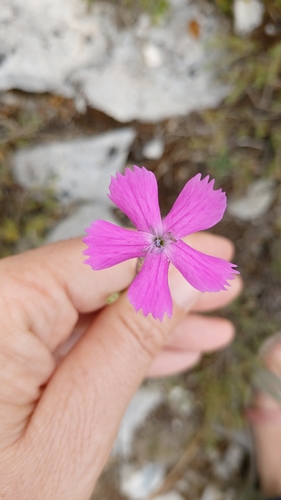 Dianthus cintranus, photograph 2