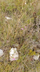 Dianthus cintranus, photograph (c) Elizabete Marchante, some rights reserved (CC BY)