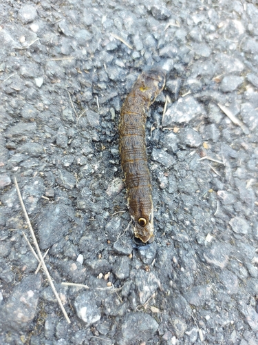 Proserpinus proserpina