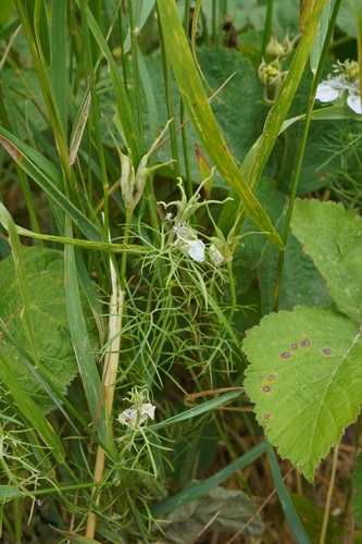 Image of Nigella arvensis by (c) Patrick Hacker, some rights reserved (CC BY)