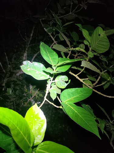 Ficus cumingii, photograph 4