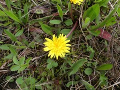 Taraxacum officinale