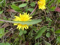 Taraxacum officinale