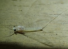 Maccaffertium terminatum terminatum