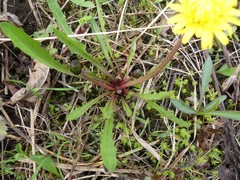 Taraxacum officinale