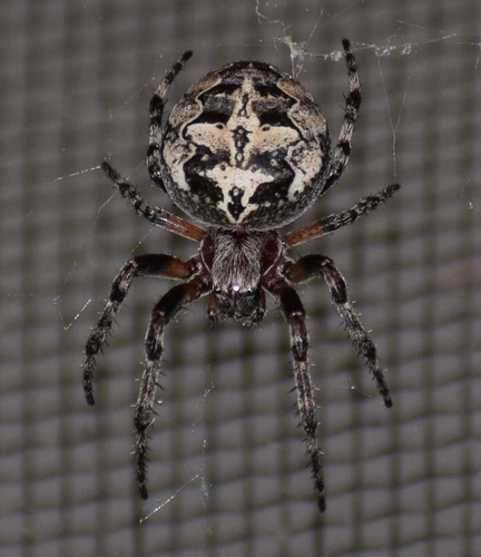 Ornamental Orbweaver