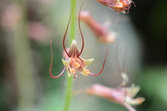 Piggyback plant (Tolmiea)