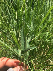 Trifolium longipes