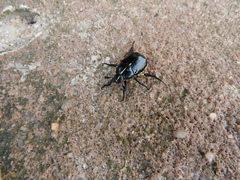 Rutela