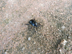 Rutela