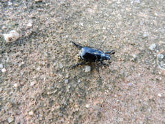 Rutela