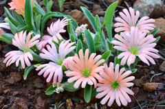 Silene salmonacea