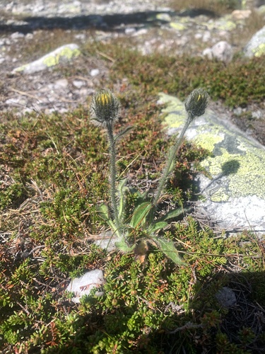 Image of Hieracium alpinum by (c) Line Juul Nielsen, some rights reserved (CC BY)