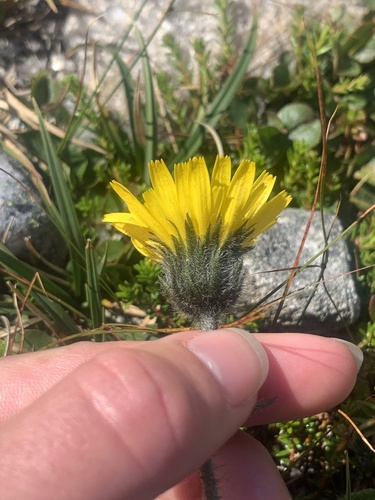 Image of Hieracium alpinum by (c) Line Juul Nielsen, some rights reserved (CC BY)