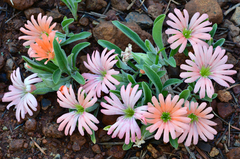 Silene salmonacea