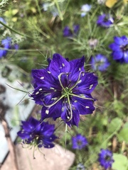 Nigella