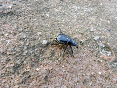 Rutela