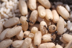 Lasius americanus