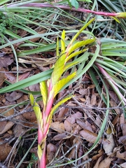 Tillandsia rodrigueziana