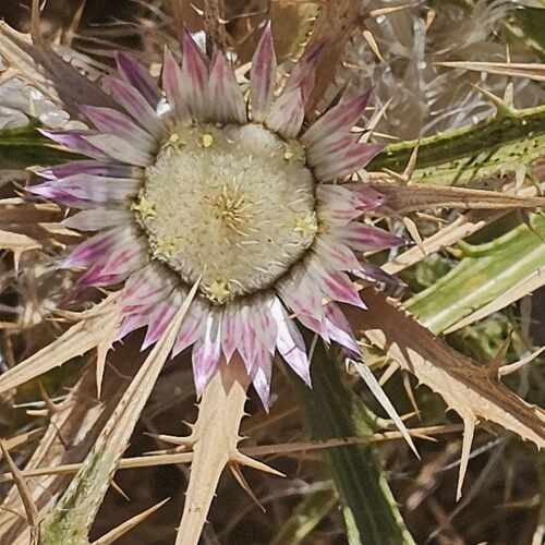 Carlina sicula mareotica