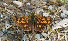 Carterocephalus