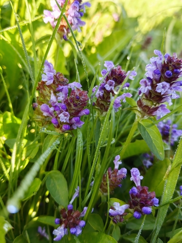 common selfheal