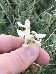 Astragalus drummondii