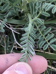 Astragalus drummondii