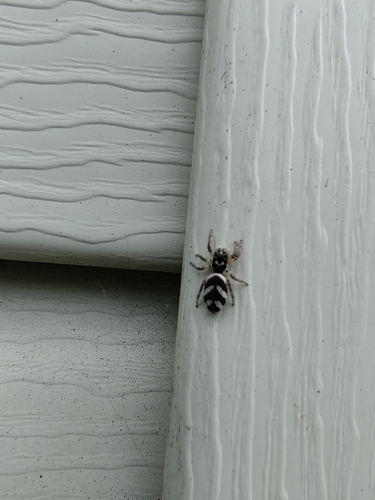Zebra Jumping Spider