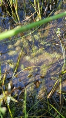 Utricularia intermedia