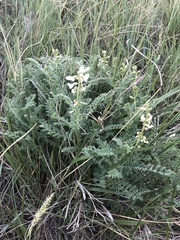 Astragalus drummondii