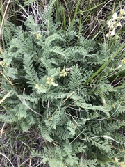 Astragalus drummondii