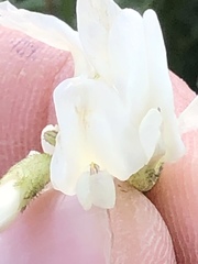 Astragalus drummondii