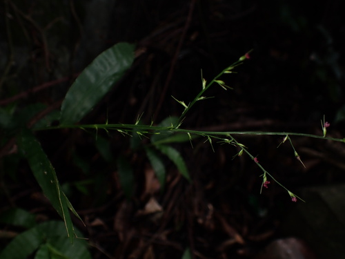 Image of Oplismenus compositus by (c) W Rao, some rights reserved (CC BY)