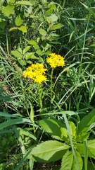 Packera schweinitziana