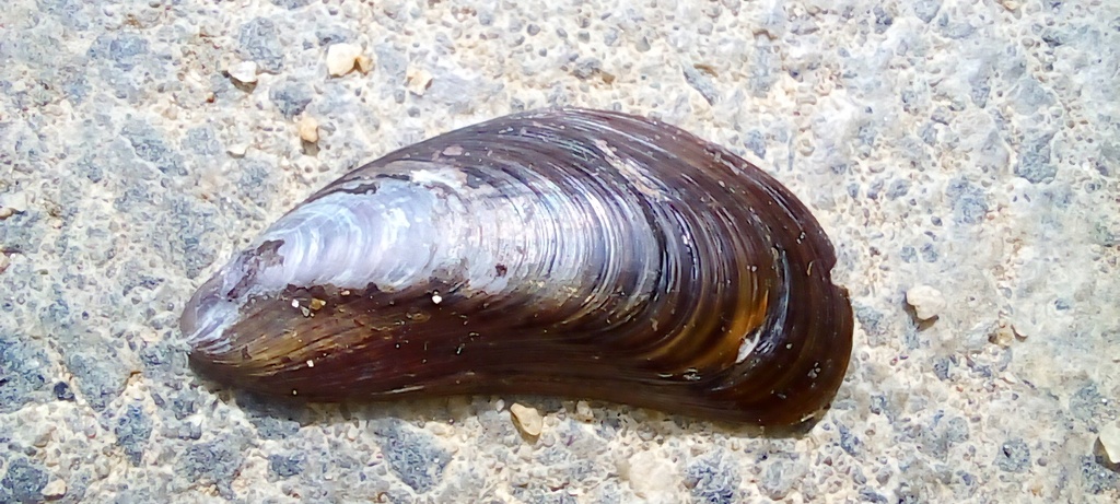 Charru Mussel