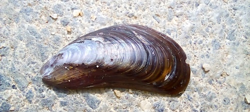 Charru Mussel