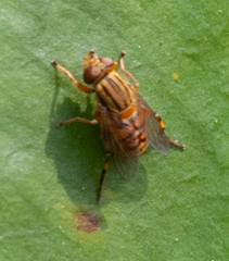 Parhelophilus divisus
