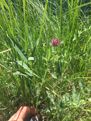 Trifolium longipes
