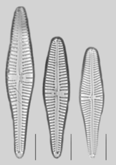 Gomphonella olivacea